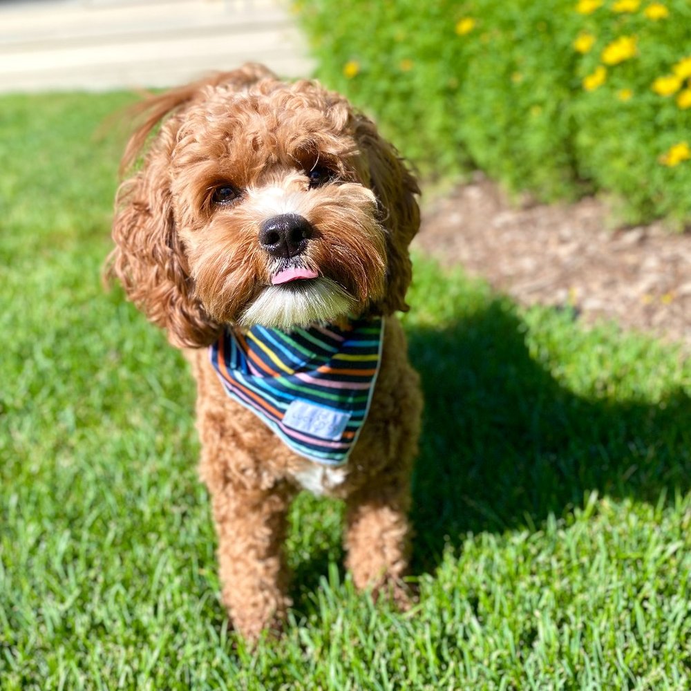 ✨NWOT✨Lucy & Co Rainbow Bandana 🌈